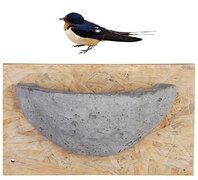 nest boerenzwaluw