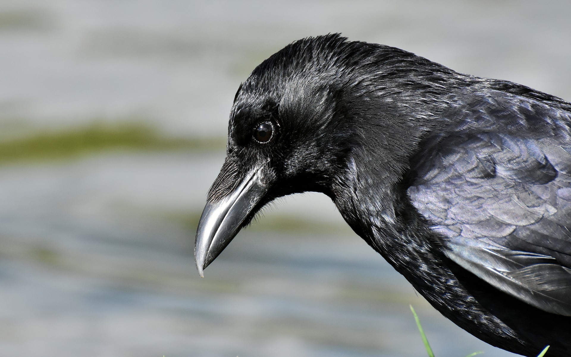 fusie team tussen De slimme zwarte kraai - Vogelhuisjes-kopen