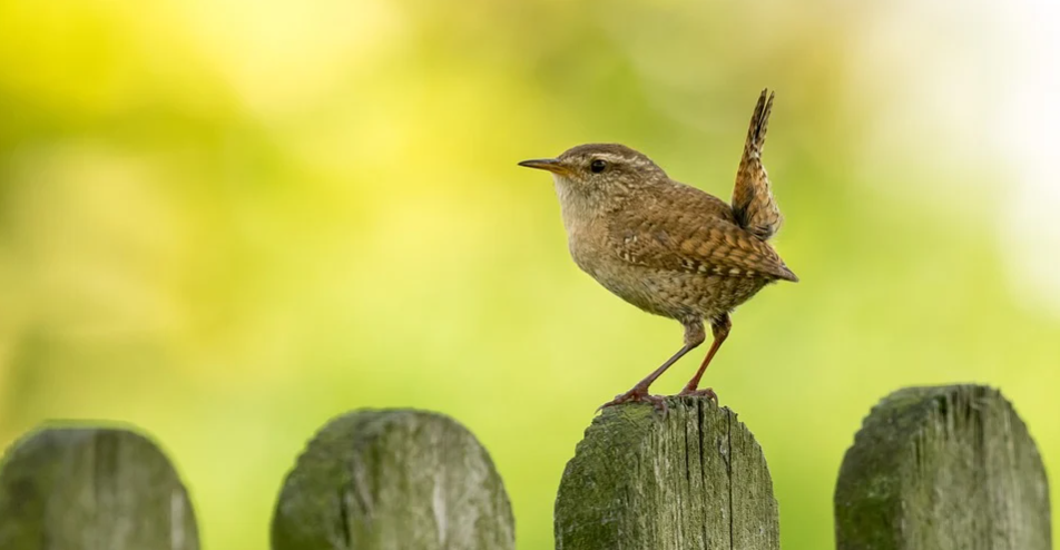 vogelhuisje winterkoning