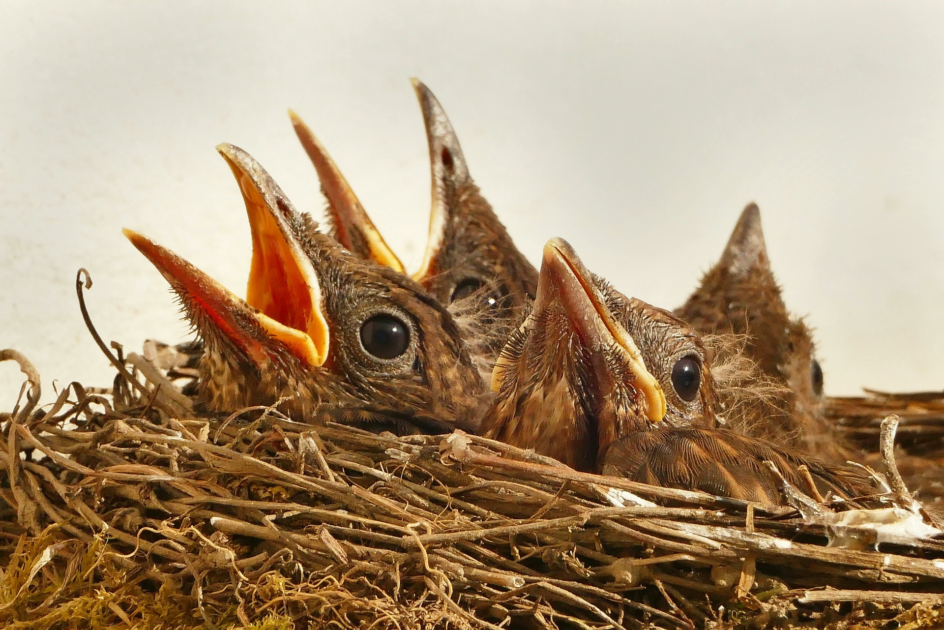 vogels in nest