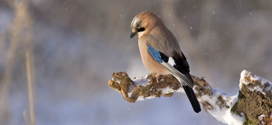 vogelhuisje winter