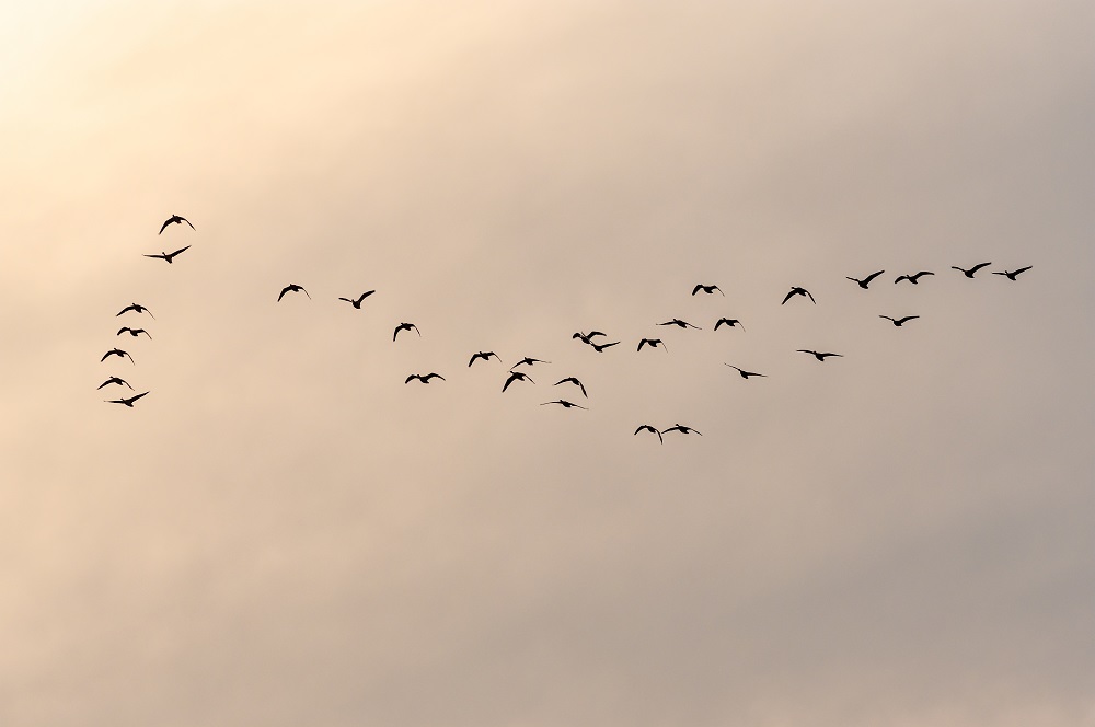 zwerm vogels in de lucht