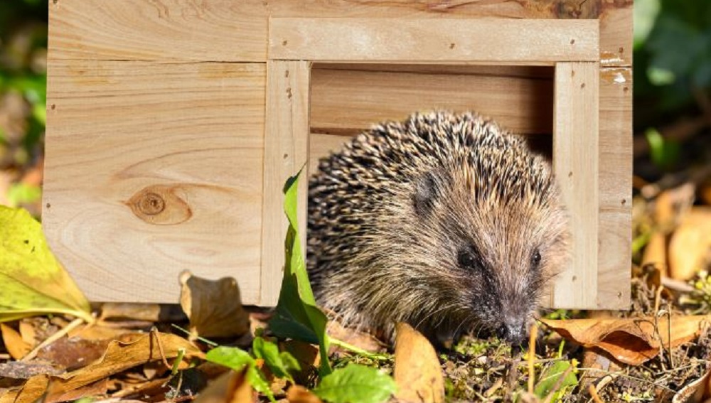 Maak je tuin gezellig voor vogels