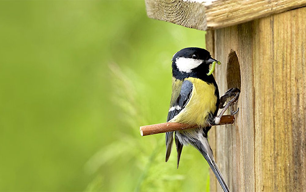 vogelhuis koolmeesje