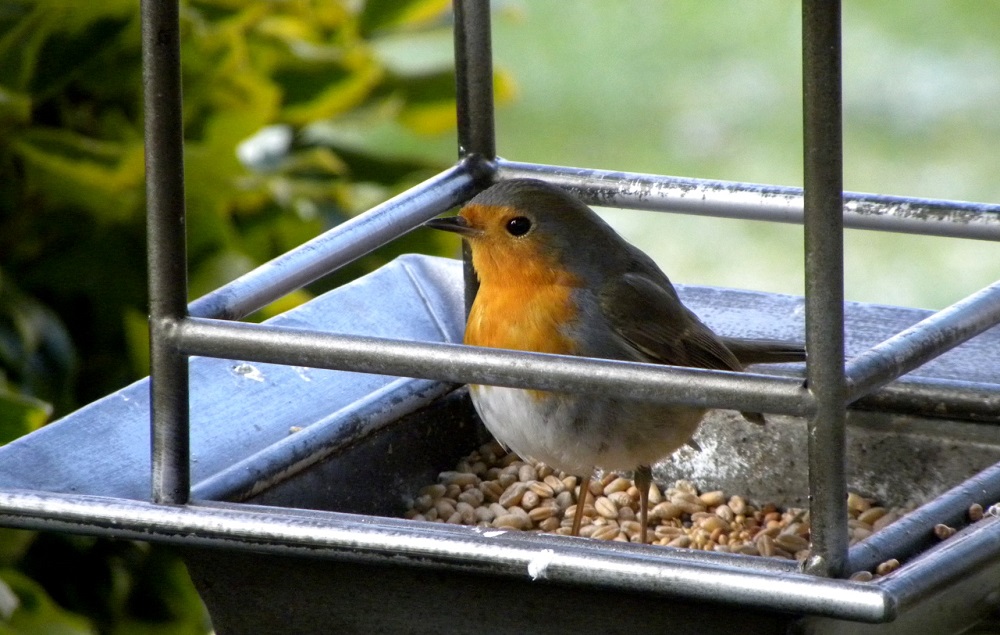 vogelhuisje roodborstje